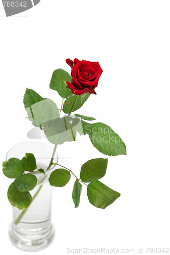 Image of Red rose