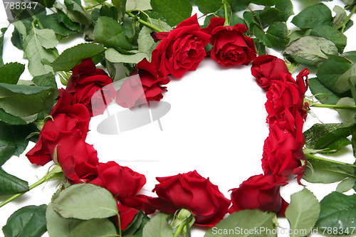 Image of Red roses