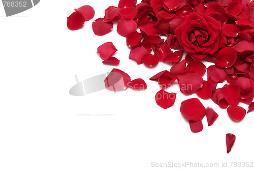 Image of Red roses