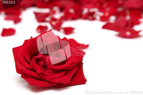 Image of Red roses