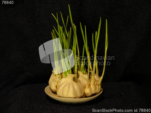 Image of Garlic