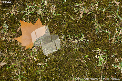 Image of Autumn