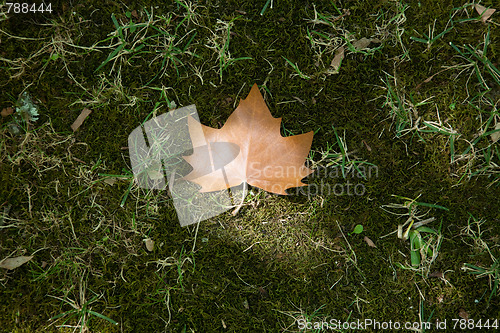 Image of Autumn