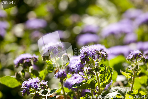 Image of natural flowers