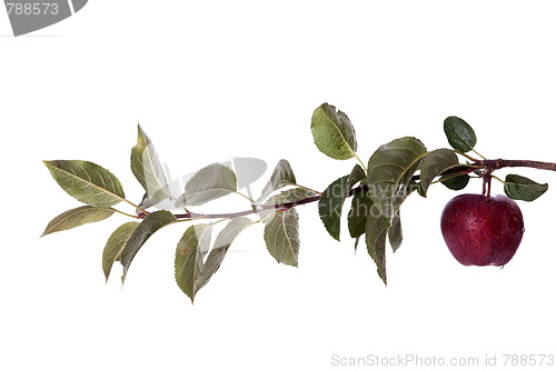 Image of Fresh apple