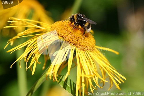 Image of bumble-bee