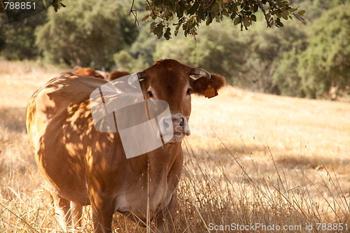 Image of Cow