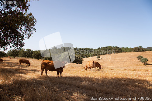 Image of Cows in the farm