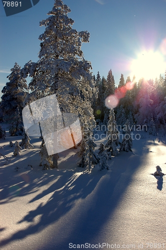 Image of Sunny winter