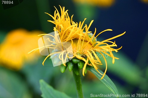 Image of inula