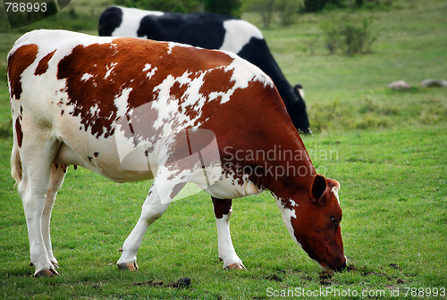 Image of cows in the summer