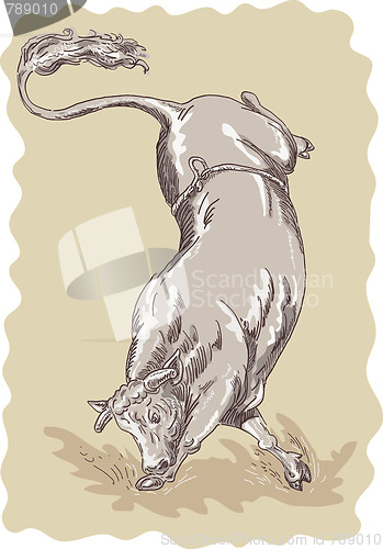 Image of bucking bull