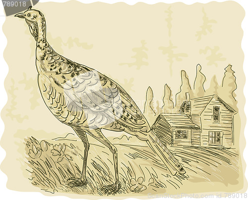 Image of Wild turkey with house