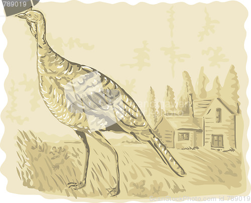 Image of Wild turkey with house
