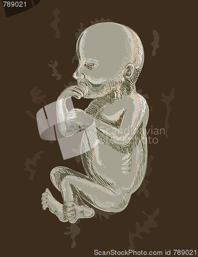 Image of illustration of a 19 week old fetus