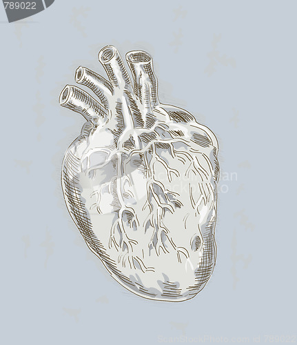 Image of illustration of a Human heart