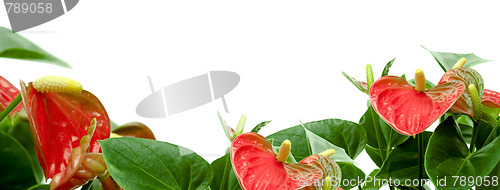 Image of Cala lily