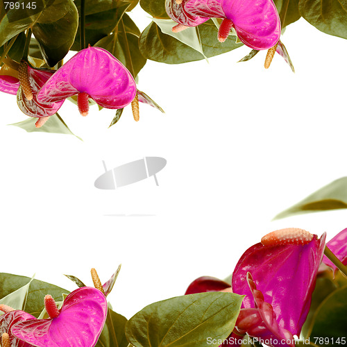 Image of Cala lily