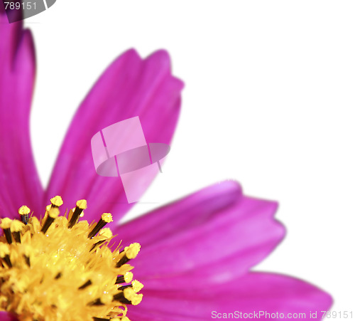 Image of Pink daisy-gerbera 