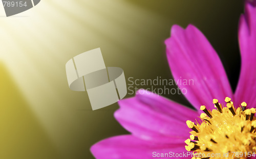 Image of Pink daisy-gerbera 