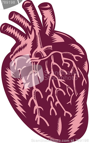 Image of human heart done in woodcut style
