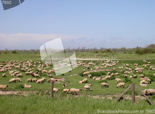 Image of Sheep