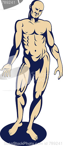 Image of male human anatomy standing