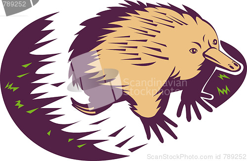 Image of spiny anteater or echidna