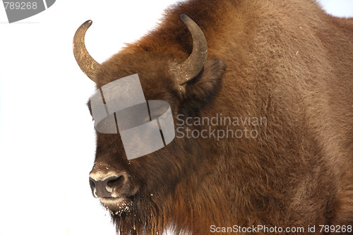 Image of Wisent