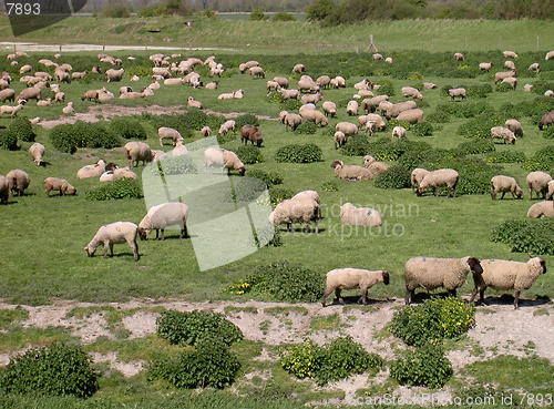 Image of Sheep