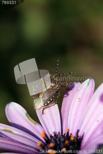 Image of bug in a flower