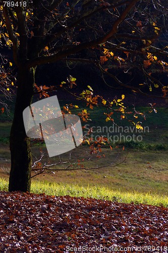 Image of Sunlight in a green and beautiful forest