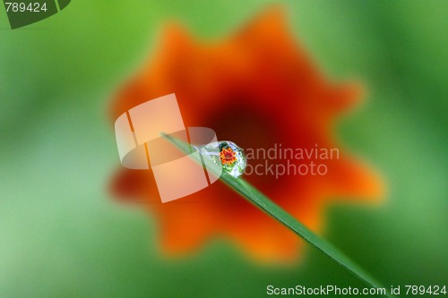 Image of beautiful drop rain and flower reflex