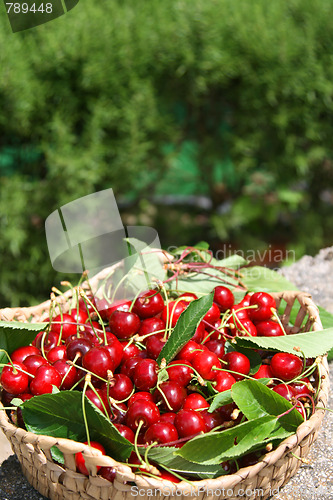 Image of beautiful and tasty cherries