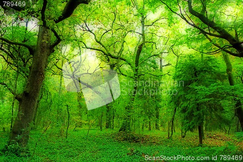 Image of Sunlight in a green and beautiful forest