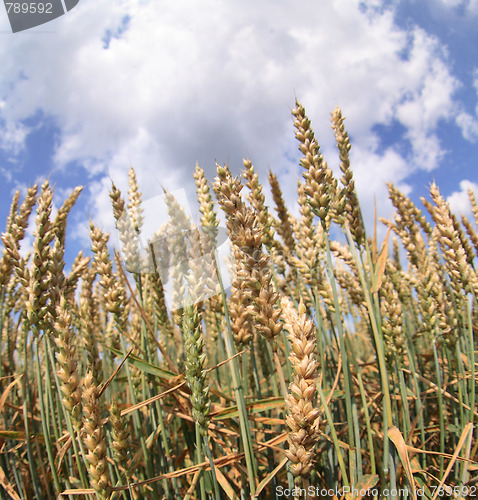 Image of corn and blue sky