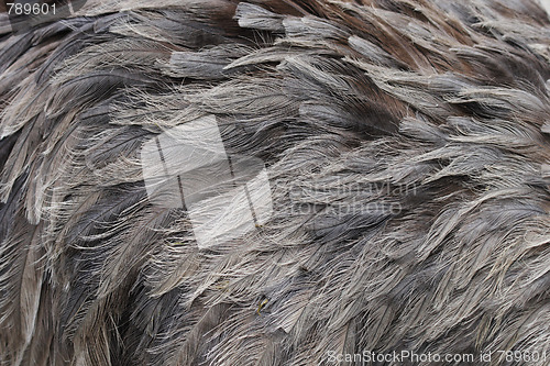 Image of feather background