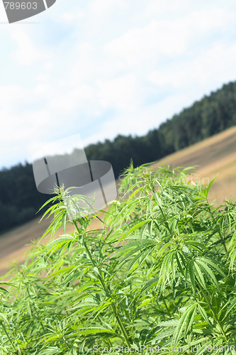 Image of marijuana and blue sky