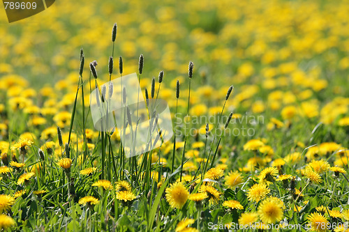 Image of dandelion background