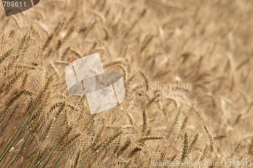 Image of golden corn 