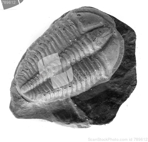 Image of trilobite