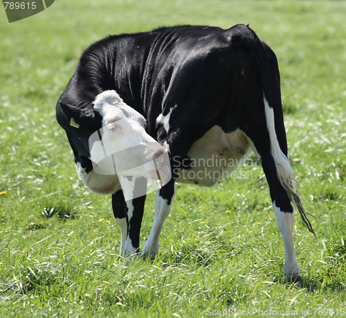 Image of cow