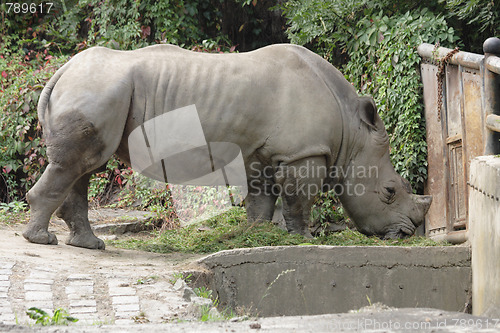 Image of rhino