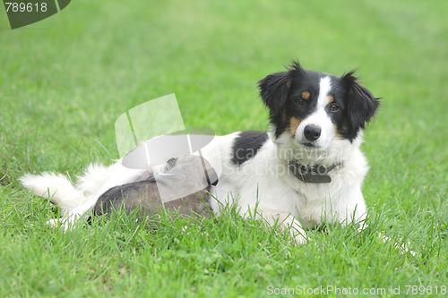 Image of dog and her son