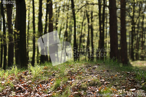 Image of spring forest