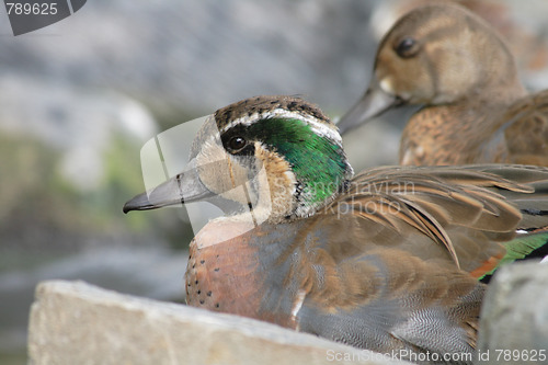 Image of nice duck