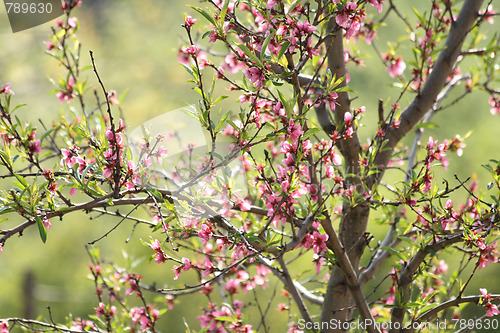 Image of spring flower background