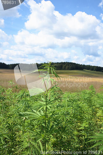 Image of marijuana and blue sky