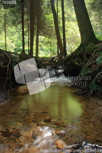 Image of nice forest river