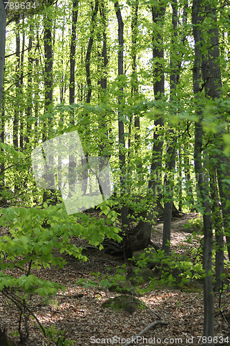 Image of spring forest